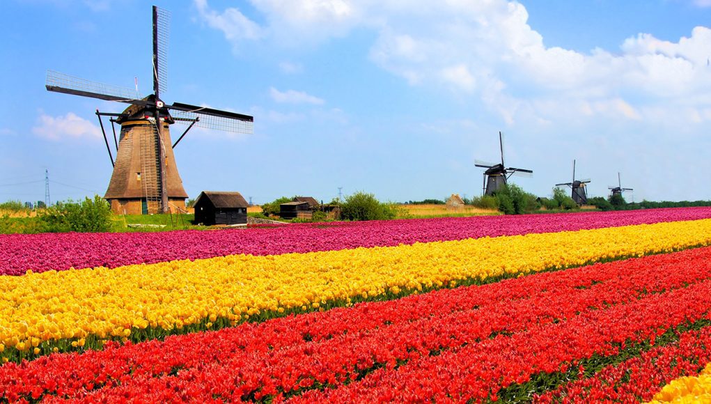 Azərbaycanın yarısı boyda olan Hollandiya torpaqdan - ildə 100 milyard $ qazanır